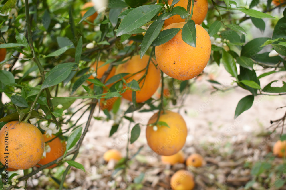 ripe oranges on tree, close-up of a beautiful orange tree with orange, fruit hanging on a tree, Close-up of ripe oranges hanging on a tree in an orange plantation garden, Chakwal, Punjab, Pakistan ripe oranges on tree, close-up of a beautiful orange tree with orange, fruit hanging on a tree, Close-up of ripe oranges hanging on a tree in an orange plantation garden, Chakwal, Punjab, Pakistan