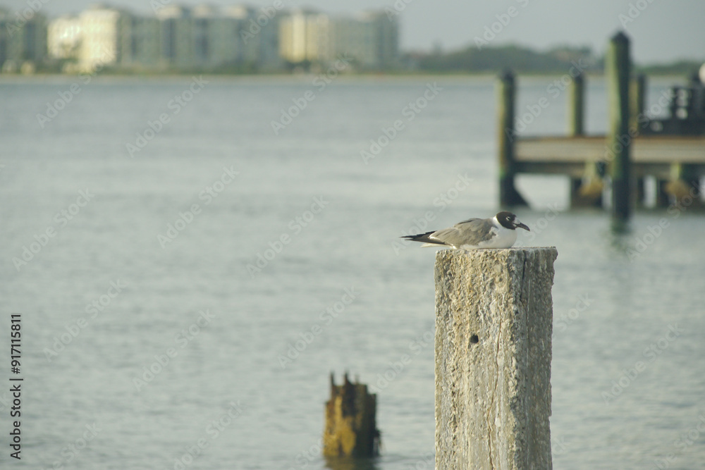 Fototapeta premium Seagull sitting on a post looking right with a pier and baywater in the background. Blue sky with white clouds and calm water at St Pete Beach Florida. Condo buildings in the background at the back