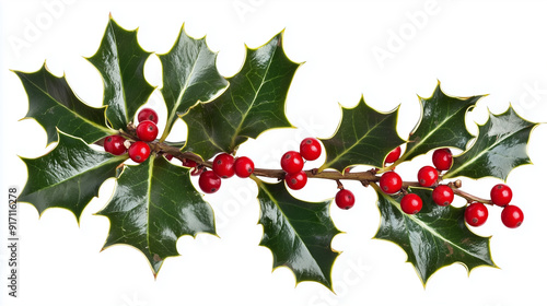 Close-up of a holly branch with green spiky leaves and red berries isolated on a white background. 