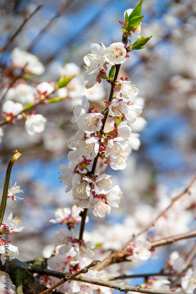 Pale mauve pink blooms of Leptospermum a genus of shrubs Pale mauve pink blooms of Leptospermum a genus of shrubs