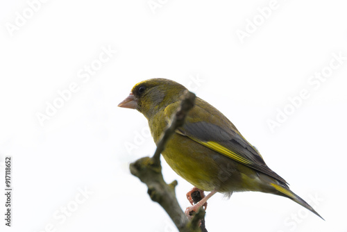 Greenfinch (Chloris chloris) in Turvey Nature Reserve, Dublin, Ireland photo