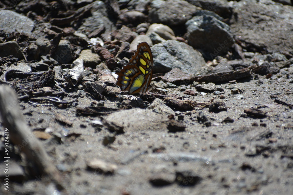 Mariposa Mariposa