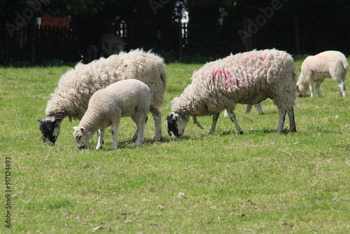 Sheep and lambs grazing eating grass in a meadow in early summer In June In Yorkshire UK