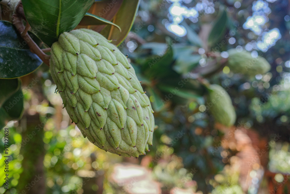 Blanes, Spain - 10 Aug, 2024: Exotic plants on disply at the Marimurtra Botanical Gardens, Costa Brava, Catalonia