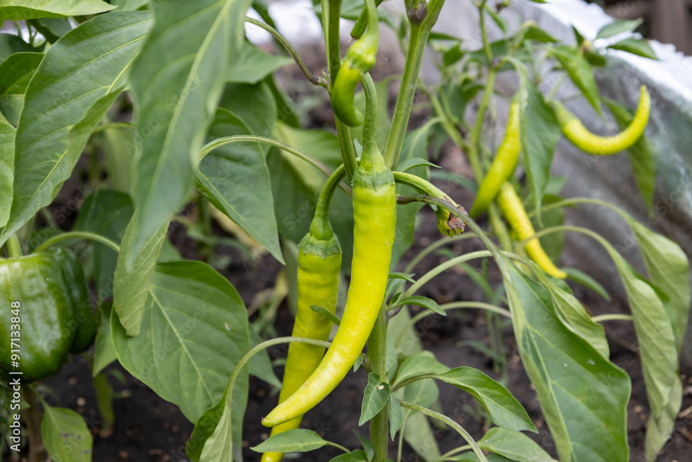 Obraz premium A hot pepper pod on a green bush growing in the garden. Green hot pepper ripens on the bush. The harvest season in Ukraine