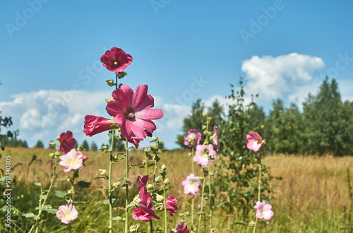 Canvas Print Blooming hollyhocks in the rays of the summer sun against a blue sky