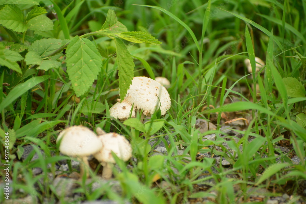 Hongos Hongos