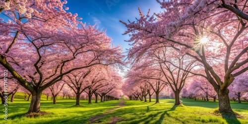Sunlit Pathway Through Cherry Blossom Trees, Springtime, Pink Flowers, Nature, Sunlight, cherry blossoms, pink trees