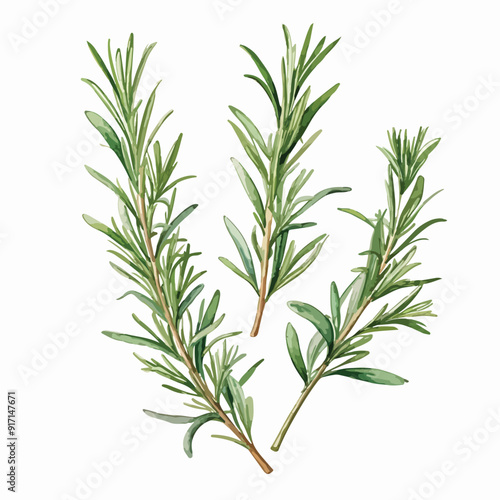 Rosemary watercolor illustration. Hand drawn underwater element design.