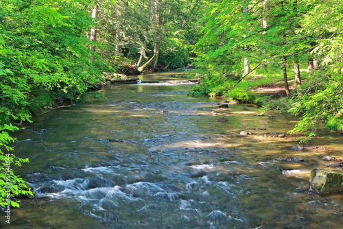 Mountain Stream On A Summer Morning