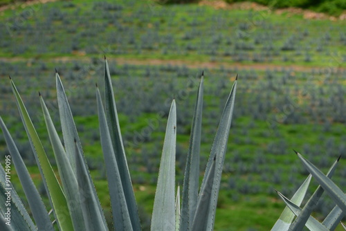 Agave photo