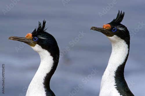 Cormoran impérial,.Leucocarbo atriceps , Imperial Shag,  Iles Falkland, Malouines photo