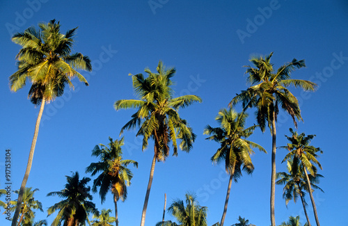 Cocos nucifera , Cocotier, Ile de la Digue, Seychelles