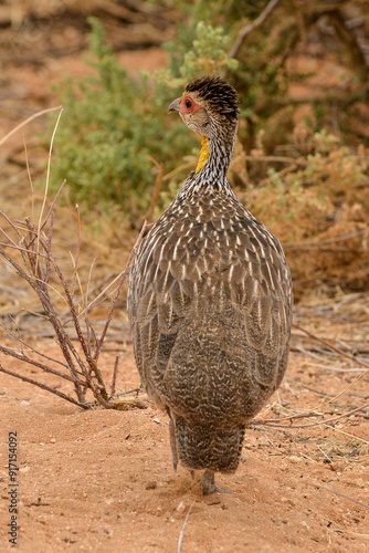 Francolin à cou jaune,.Pternistis leucoscepus, Yellow necked Spurfowl photo