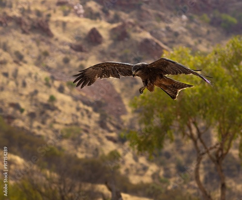 Canvas-taulu Black Kite #4