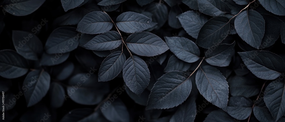 Dark Green Leaves Close-Up Dark Green Leaves Close-Up