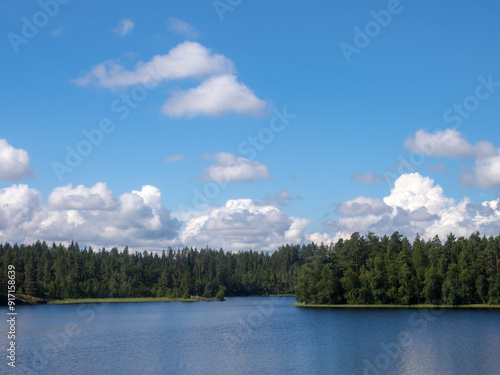 forest lake in summer
