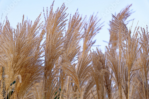 Miscanthus sinensis Yakushima Dwarf Chinese silver grass photo