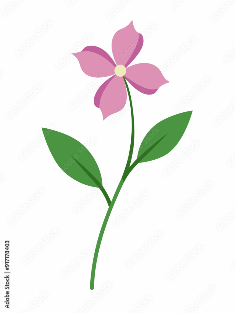 Creeping Phlox vector illustration Creeping Phlox vector illustration