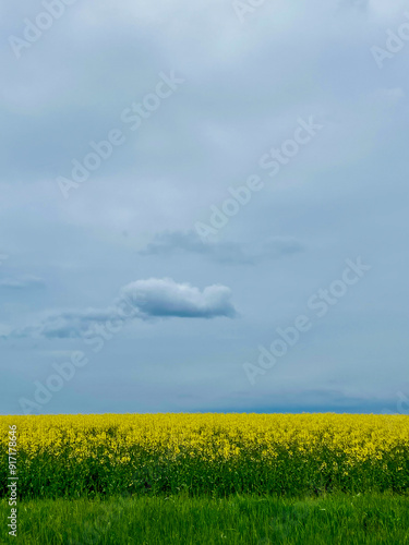 yellow rapeseed field photo