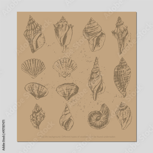 Vector sea life illustration set. Seashells on craft paper brown color.