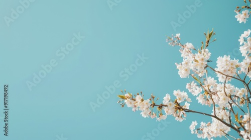 White Cherry Blossoms Against a Blue Sky