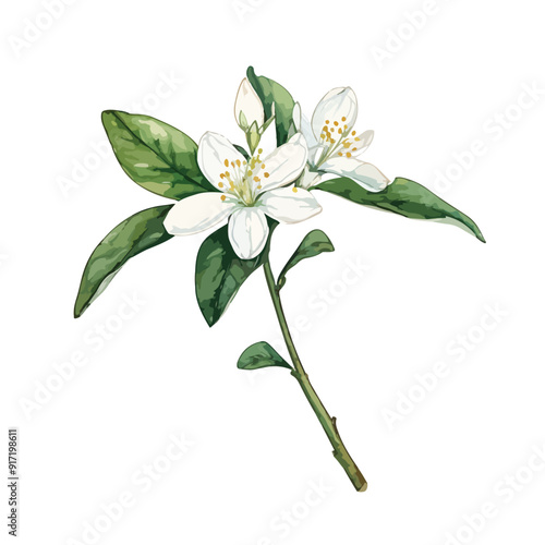 Asiatic Jasmine Watercolor illustration. Hand drawn underwater element design. Artistic vector marine design element.