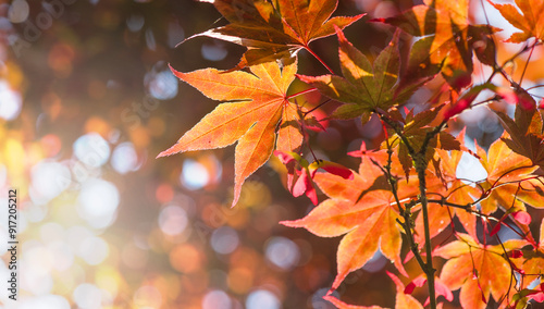 beautiful red foliage of an maple japanese in autumn with natural lights