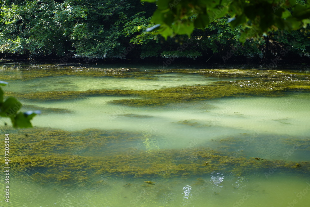 Algae formation in the water of the castle park in Bückeburg - Lower Saxony, Germany. Algae formation in the water of the castle park in Bückeburg - Lower Saxony, Germany.