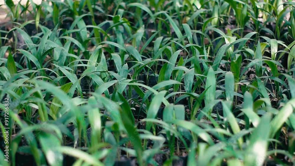 Areca nut seedlings neatly arranged in pots on plantation land
