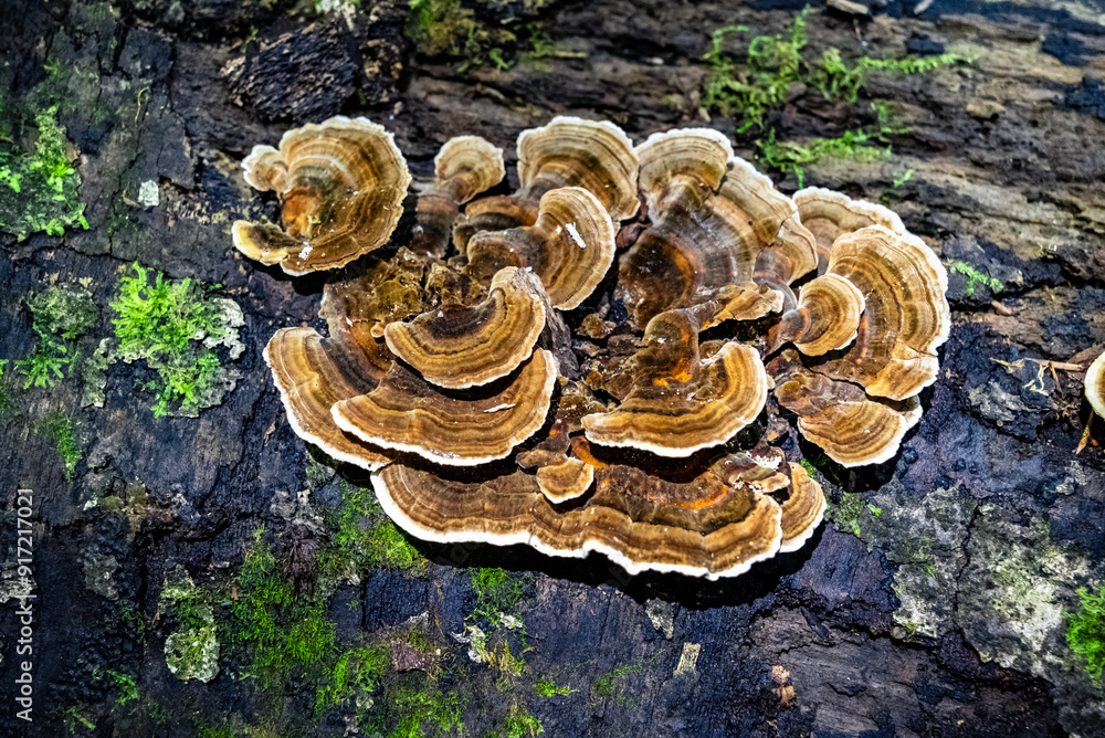 A group of brown mushrooms growing on a moss-covered log in a forest setting, showcasing the natural beauty and texture of wild fungi in their natural habitat. A group of brown mushrooms growing on a moss-covered log in a forest setting, showcasing the natural beauty and texture of wild fungi in their natural habitat.