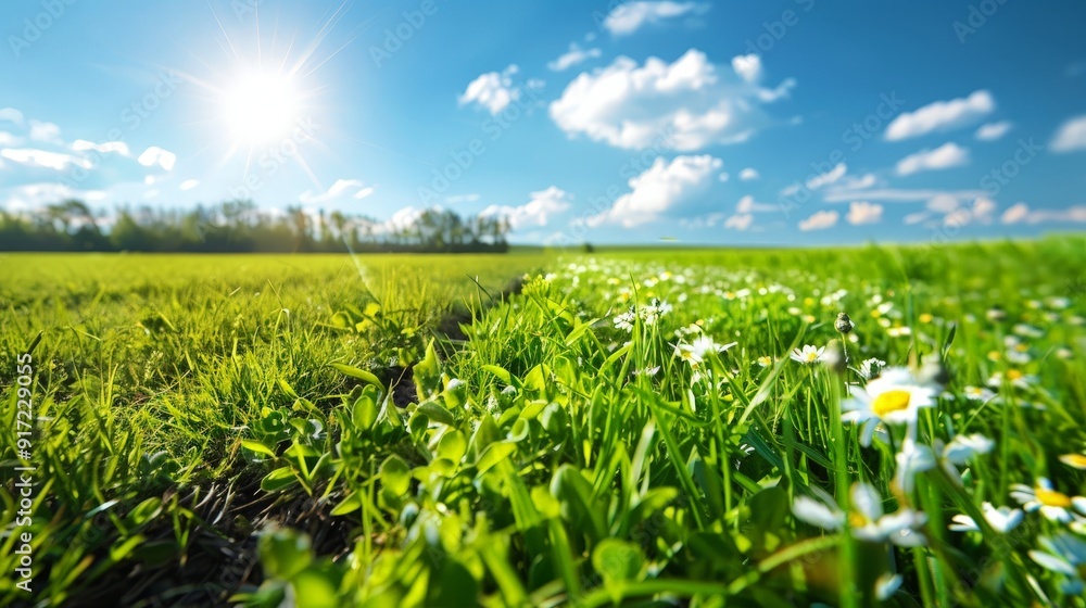 Discuss the impact of human activities on grassland ecosystems. How do urbanization, agriculture, and other activities affect grass health and biodiversity Discuss the impact of human activities on grassland ecosystems. How do urbanization, agriculture, and other activities affect grass health and biodiversity