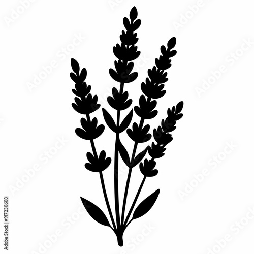 Lavender Black silhouette