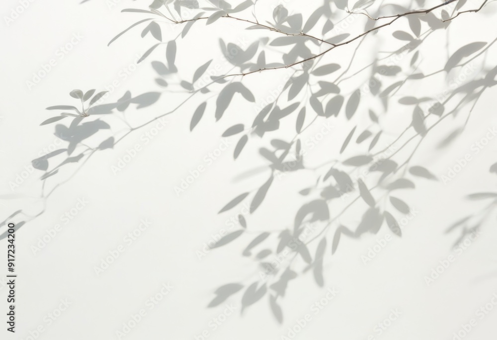 shadows of tree leaves casting on a white wall shadows of tree leaves casting on a white wall