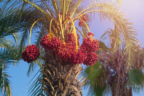 Palm tree branches with lots of ripe dates on bly sky and beight sun light rays.Harvesting,farming exotic fruits and berries,israel,turkey, United Arab Emirates