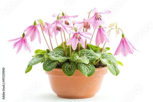 Colorful erythronium flowers in the pot isolated on a white background photo