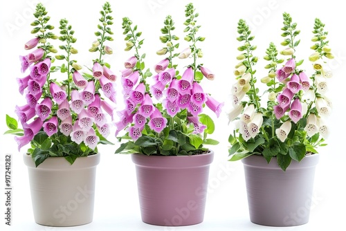 Colorful foxglove flowers in the pot isolated on a white background