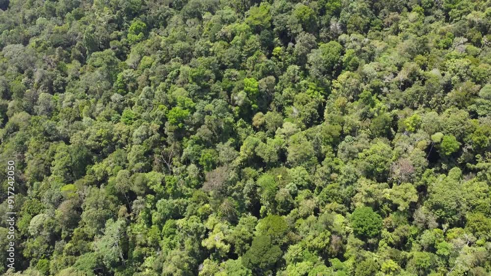 tropic rain forest tropic rain forest
