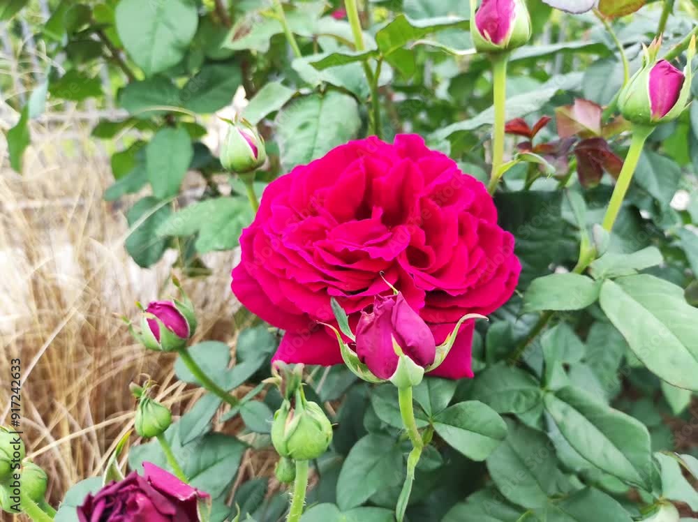 Flowers Flowers
