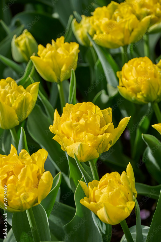 Obraz premium flowerbed of a yellow tulip Marie Jo