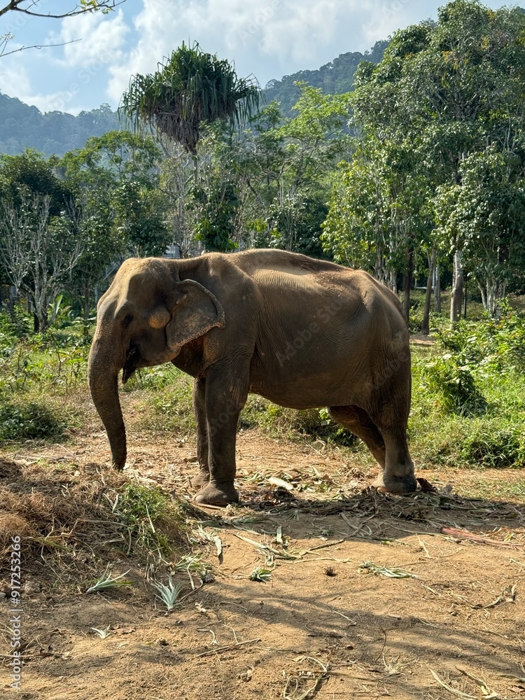 Obraz premium Thai Elephant in Phuket Thailand