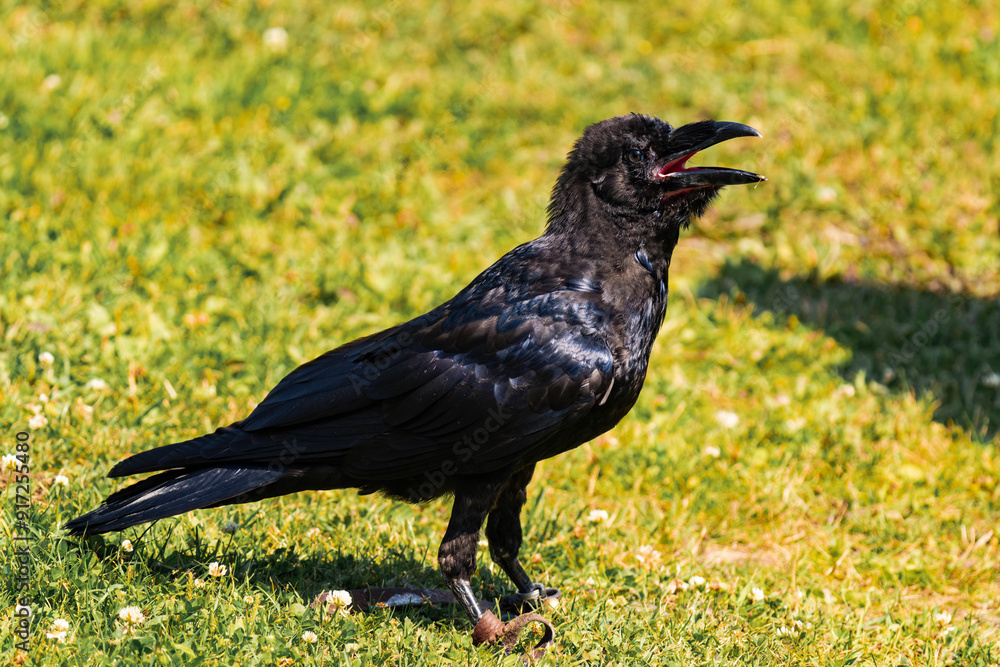 Cape crow or black crow (Corvus capensis) Cape crow or black crow (Corvus capensis)