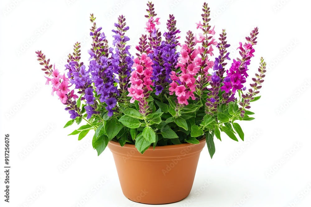 Fototapeta premium Colorful salvia flowers in the pot isolated on a white background