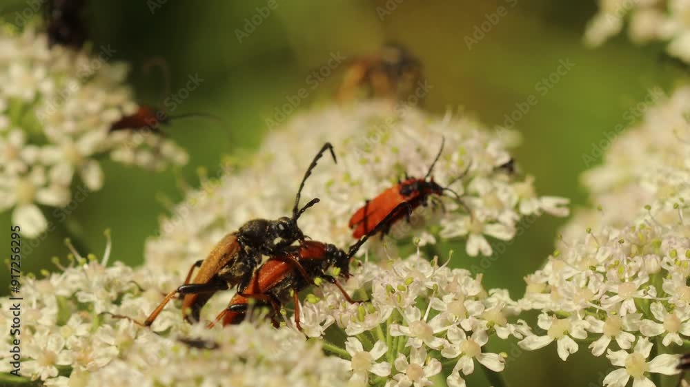 Verschiedene Käfer auf Blütendolde des Wiesen-Bärenklaus (Heracleum sphondylium) Verschiedene Käfer auf Blütendolde des Wiesen-Bärenklaus (Heracleum sphondylium)