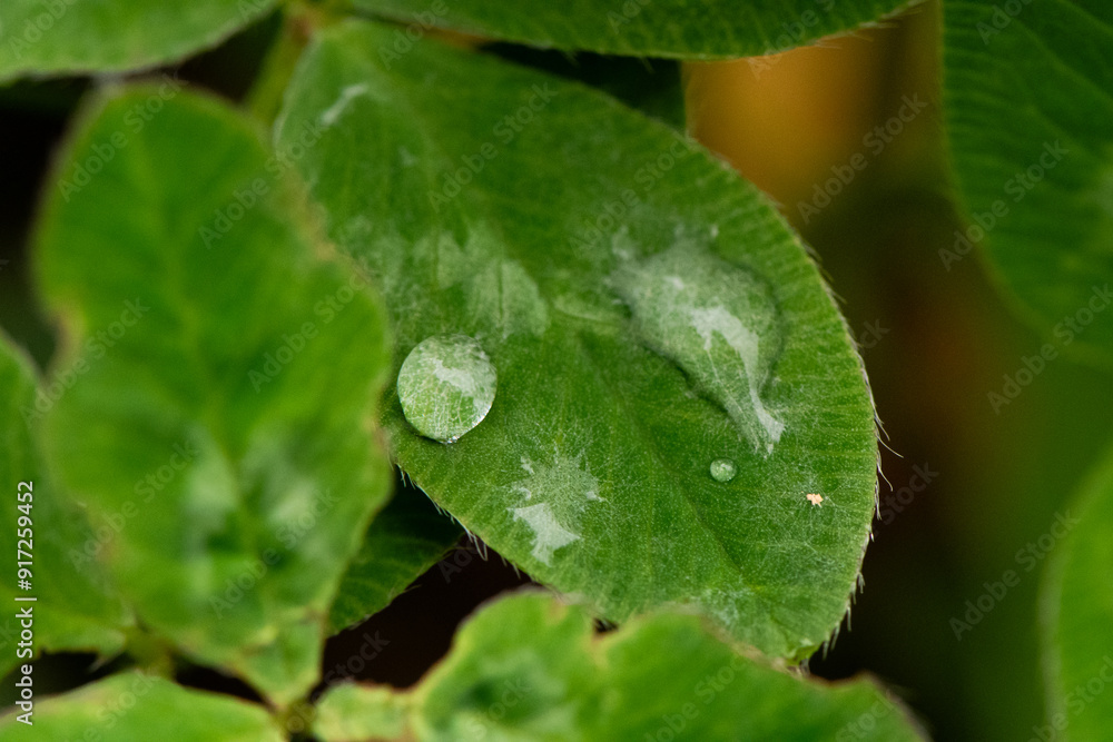 Water Drops on a Leaf