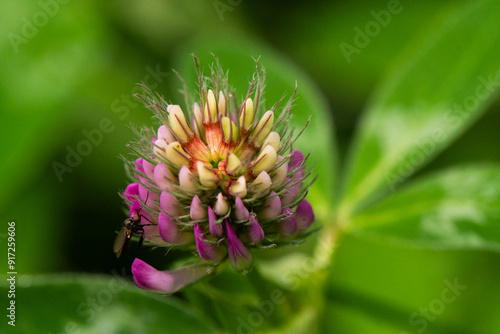 close up of a flower