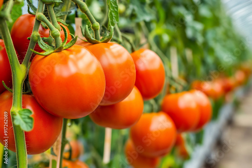 ripe tomatoes hanging from the branches in an indoor greenhouse