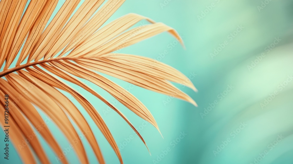 Fototapeta premium Close-up of a dried palm leaf
