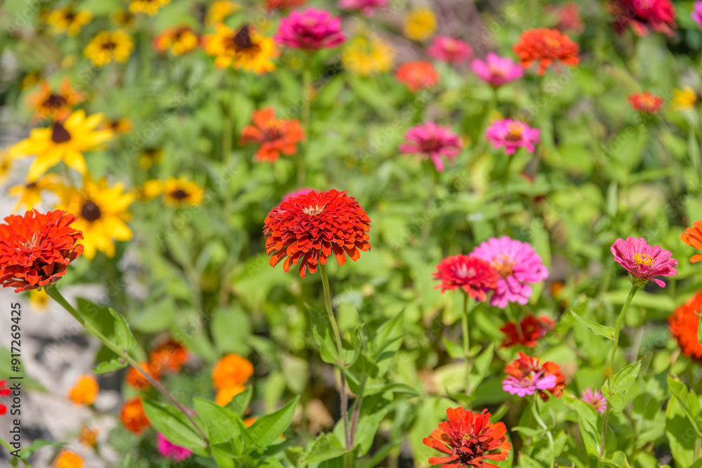 Zinnia flowers on a flower bed in park Zinnia flowers on a flower bed in park