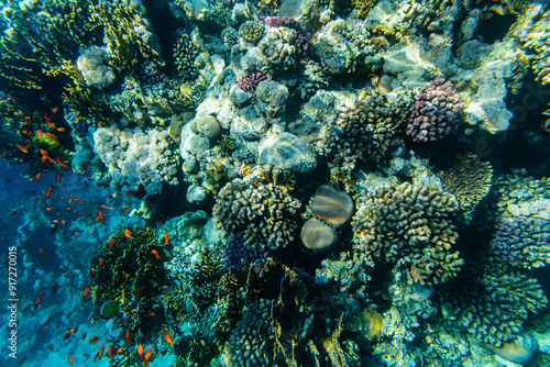 Colonies of the corals and tropical fishes at coral reef in Red sea